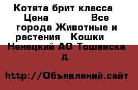 Котята брит класса › Цена ­ 20 000 - Все города Животные и растения » Кошки   . Ненецкий АО,Тошвиска д.